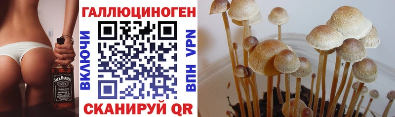 маркетплейс телеграм  Верхняя Тура  Галлюциногенные грибы GOLDEN TEACHER 